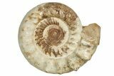 Huge, Jurassic Ammonite (Kranosphincites) Fossil - Madagascar #223796-1
